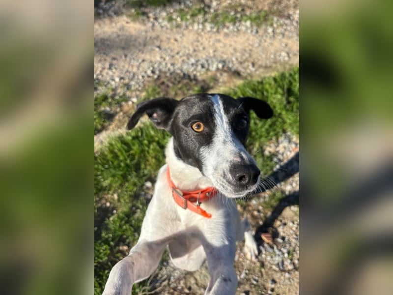 Aufgeweckter Junghund Ozzy