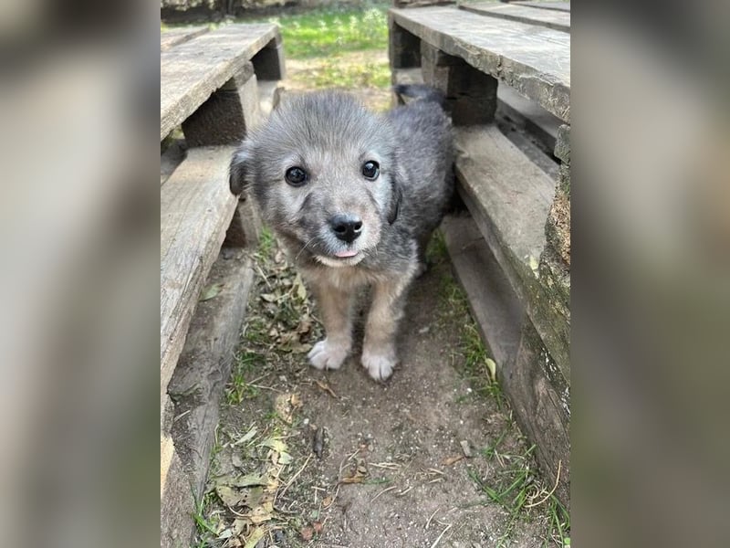 Canna - liebevolle Hundeseele auf der Suche nach Geborgenheit