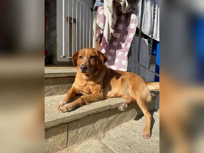 Charmante Hundeomi Ginger sucht liebevolle Menschen