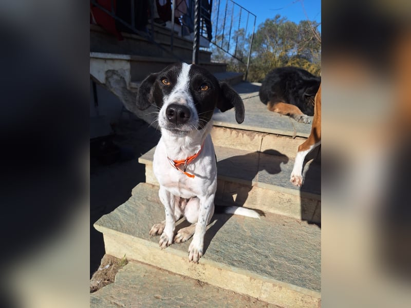 Aufgeweckter Junghund Ozzy