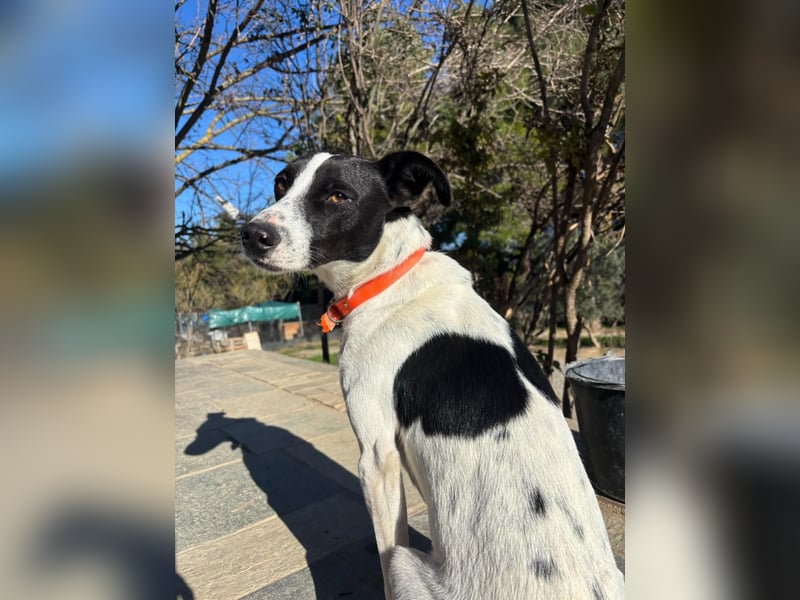 Aufgeweckter Junghund Ozzy