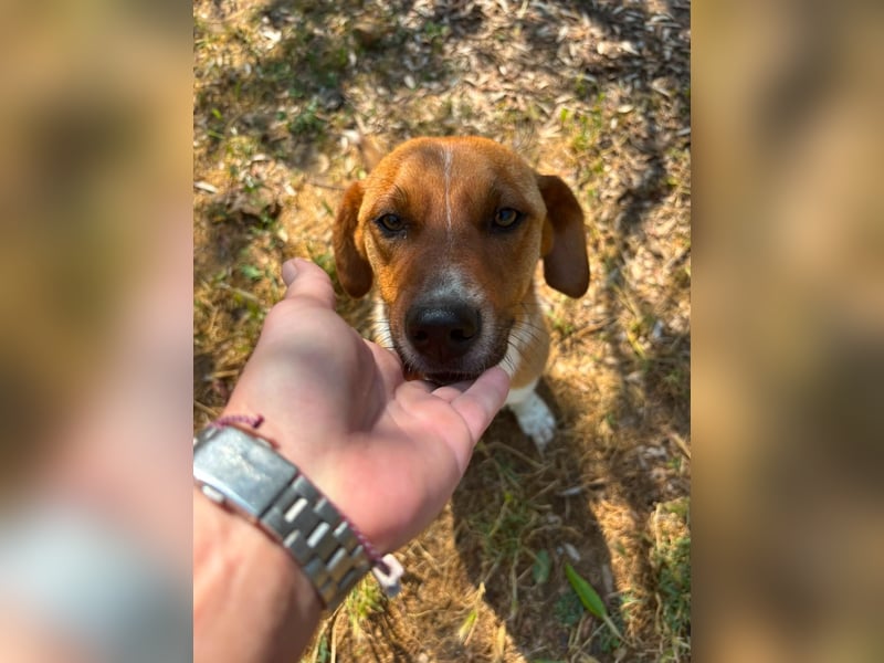 Traumhund Andom- ein Junghund zum Verlieben