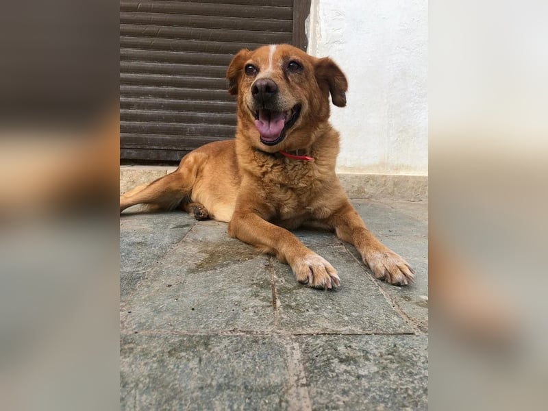 Charmante Hundeseniorin Ginger