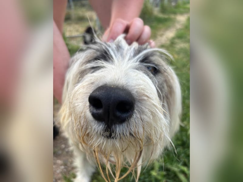 Bella - tolle Hündin wartet auf ihre Chance