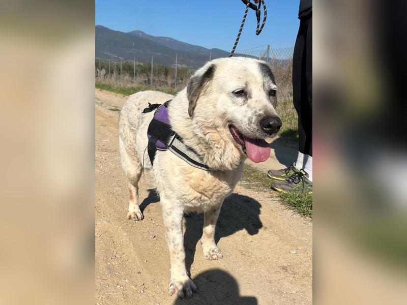 Katia- Senior-Hund sucht endlich Sicherheit & Liebe