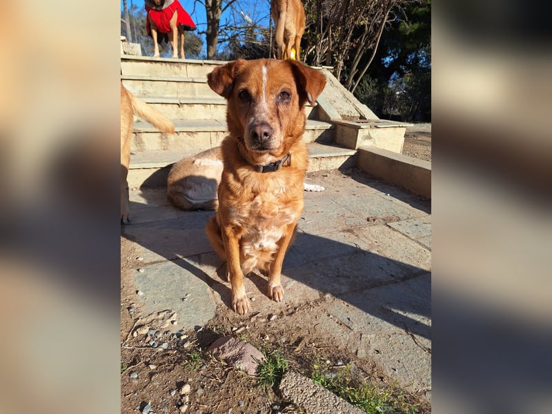 Charmante Hundeseniorin Ginger
