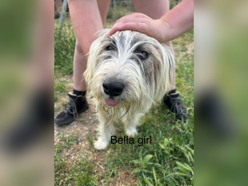 Bella - tolle Hündin wartet auf ihre Chance