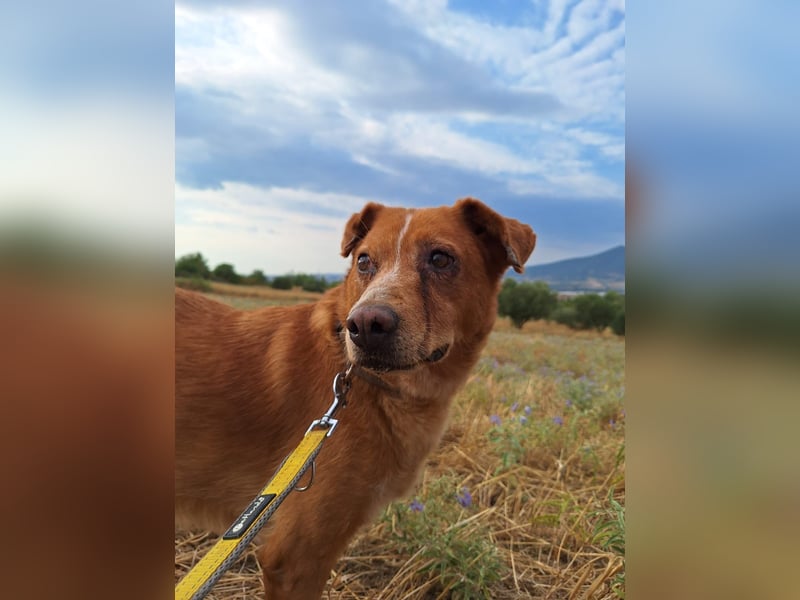 Charmante Hundeseniorin Ginger