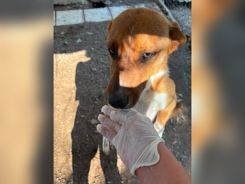 Traumhund Andom- ein Junghund zum Verlieben