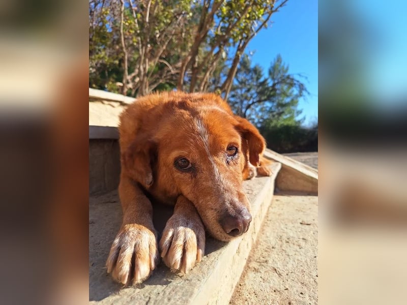 Charmante Hundeseniorin Ginger