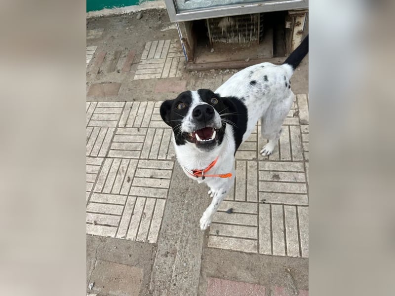 Ozzy - aufgeweckter Junghund sucht seine Menschen