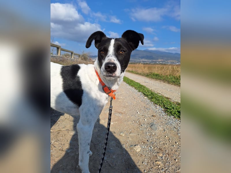 Aufgeweckter Junghund Ozzy