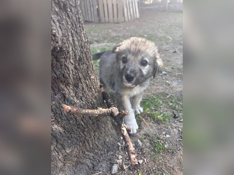 Canna - liebevolle Hundeseele auf der Suche nach Geborgenheit