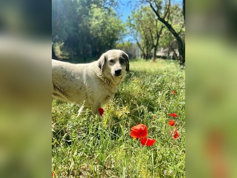 Katia- Senior-Hund sucht endlich Sicherheit & Liebe