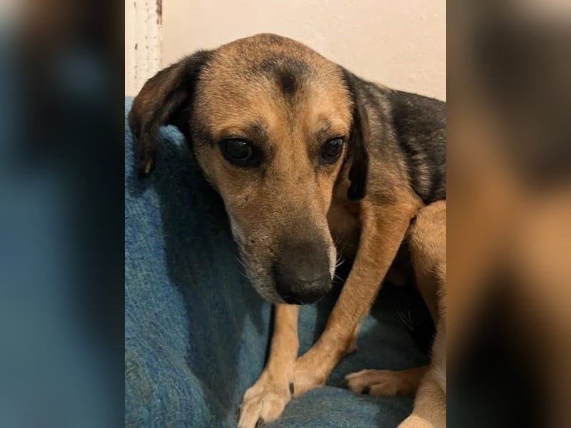 Summer - ein sanfter Hund auf der Suche nach Menschen mit Herz und Geduld