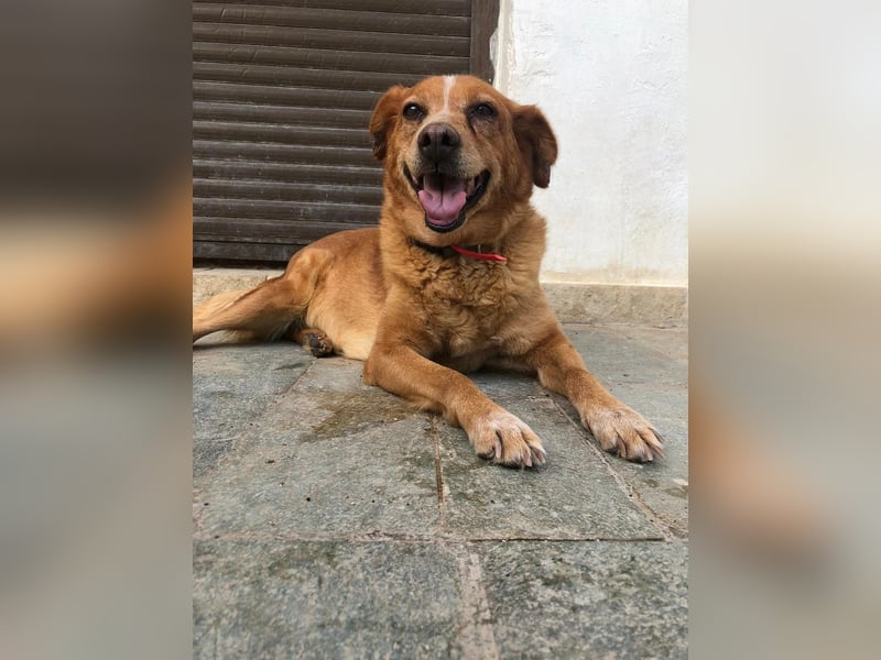 Charmante Hundeomi Ginger sucht liebevolle Menschen