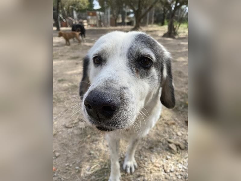 Katia- Senior-Hund sucht endlich Sicherheit & Liebe