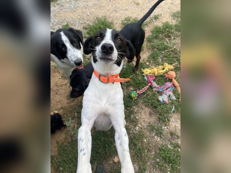 Ozzy - aufgeweckter Junghund sucht seine Menschen