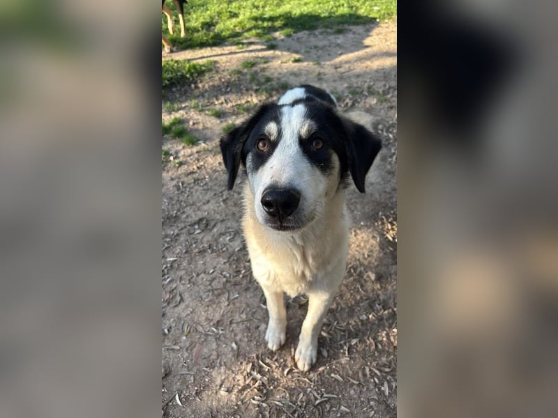 Woo - bezaubernder Junghund sucht seine Familie