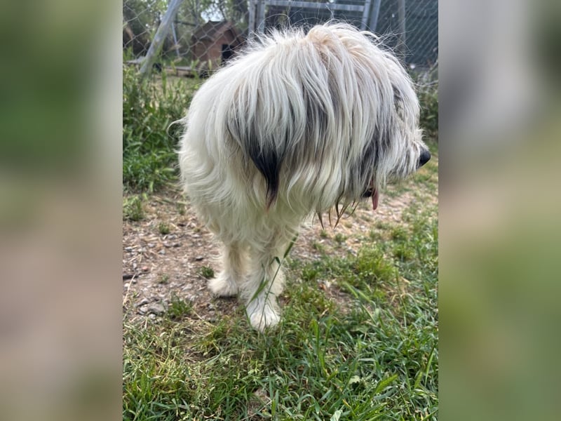 Bella - tolle Hündin wartet auf ihre Chance