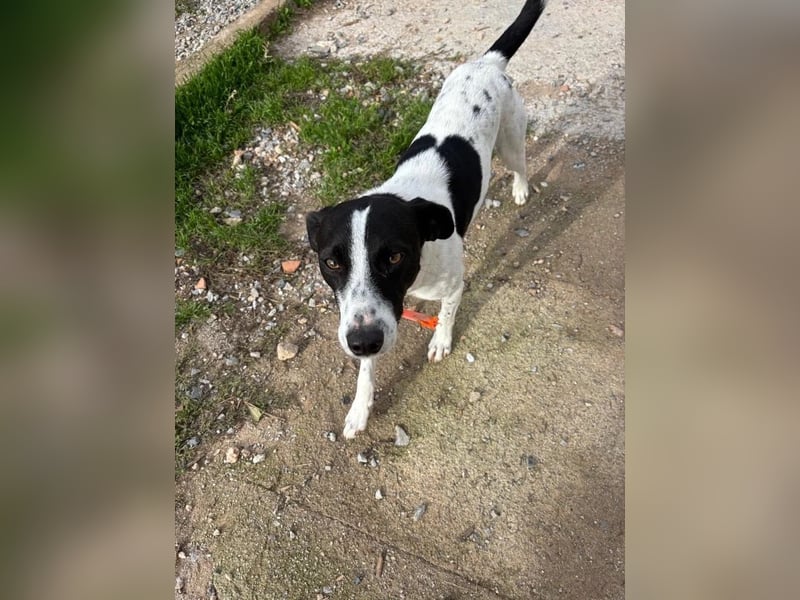 Ozzy - aufgeweckter Junghund sucht seine Menschen