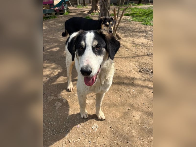 Woo - Wundervoller Junghund sucht Geborgenheit