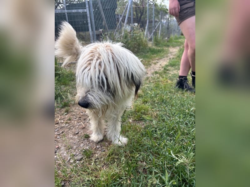 Bella - tolle Hündin wartet auf ihre Chance