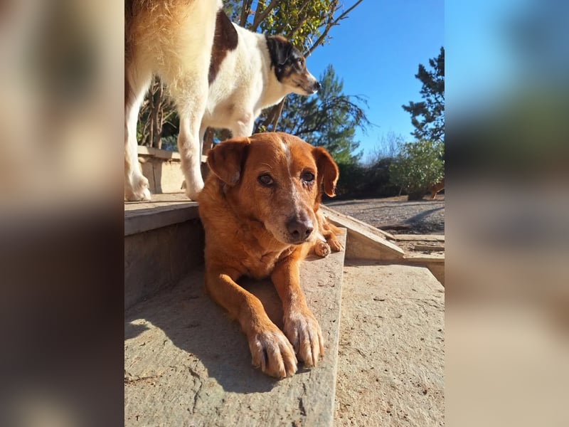 Charmante Hundeomi Ginger sucht liebevolle Menschen