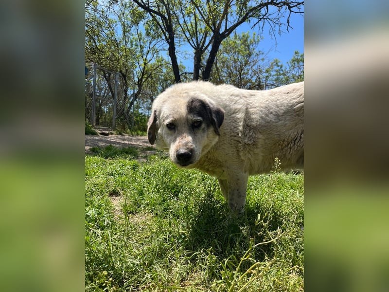 Katia- Senior-Hund sucht endlich Sicherheit & Liebe