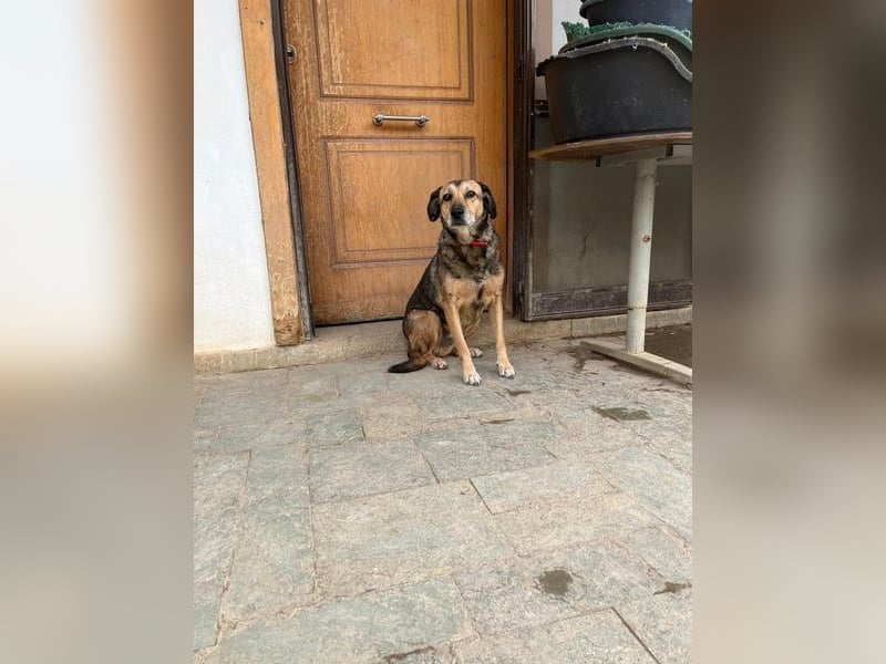 Summer - ein sanfter Hund auf der Suche nach Menschen mit Herz und Geduld