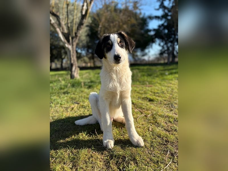 Woo - Wundervoller Junghund sucht Geborgenheit