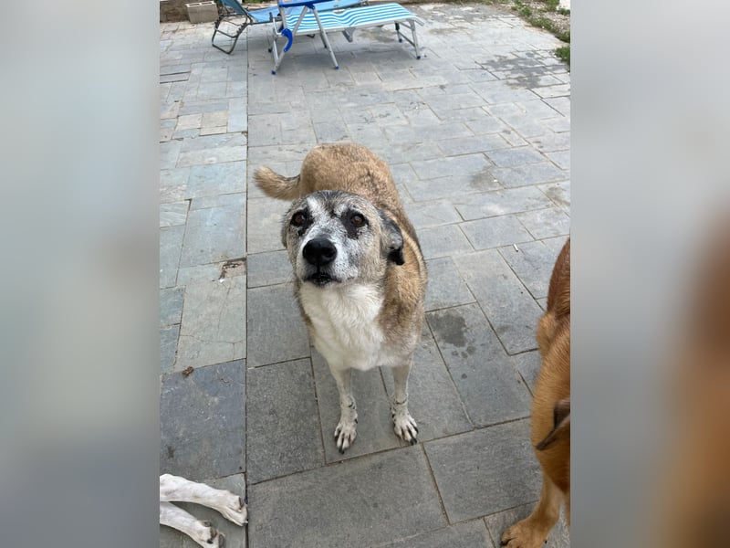 Unkomplizierte Hündin Kira sucht ein Zuhause