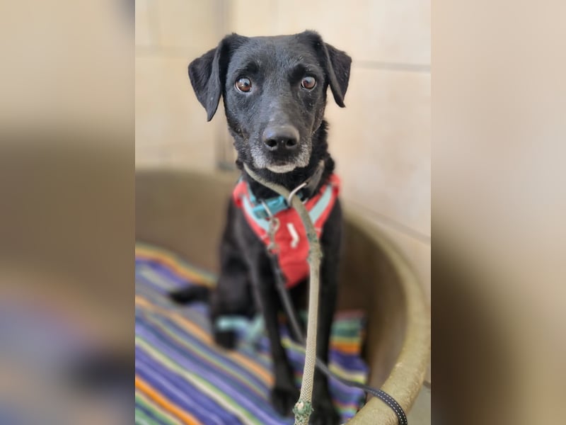 Alva sucht ein neues Zuhause