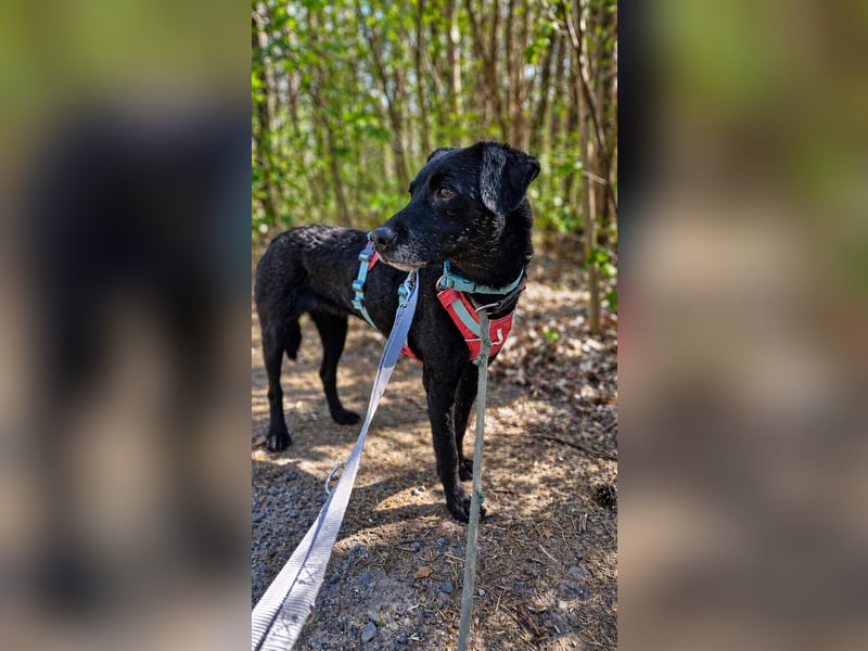 Alva sucht ein neues Zuhause