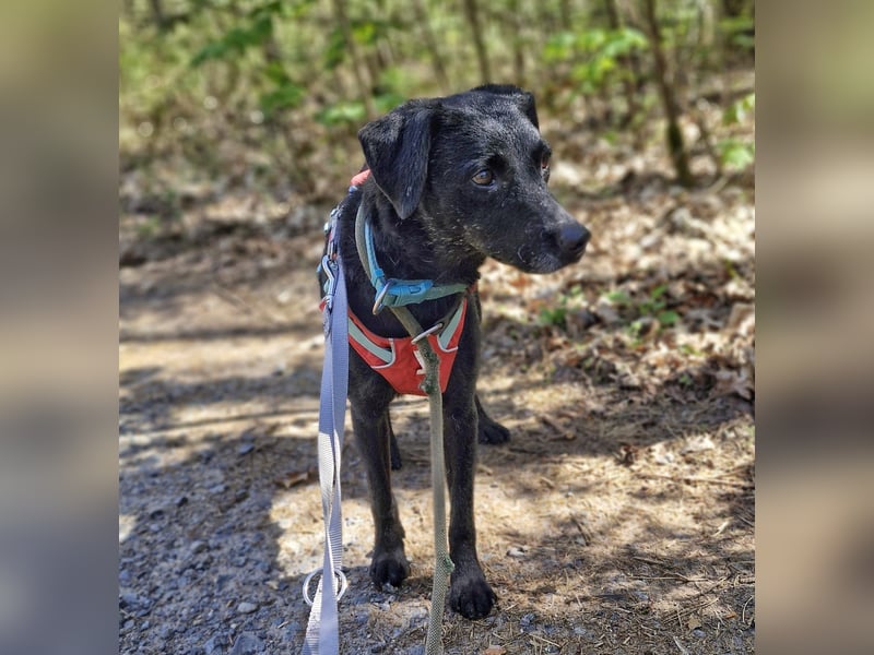 Alva sucht ein neues Zuhause