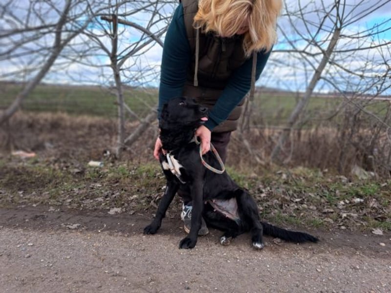 Bogár, liebevolle Herzensbrecherin, ca. 1 Jahr, ca. 47 cm, ca. 21 kg *in 88299 Leutkirch*