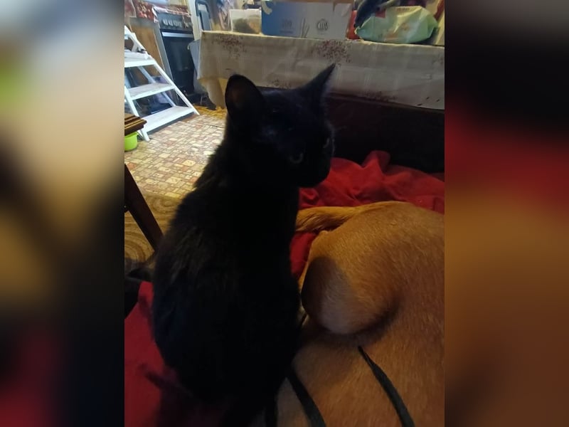 Hachiko, treuer Begleiter, ca. 8 Jahre, ca. 45 cm, ca. 18 kg