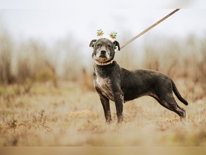 Fatima, soziale Hundedame, ca. 6 Jahre, *in 47198 Duisburg*