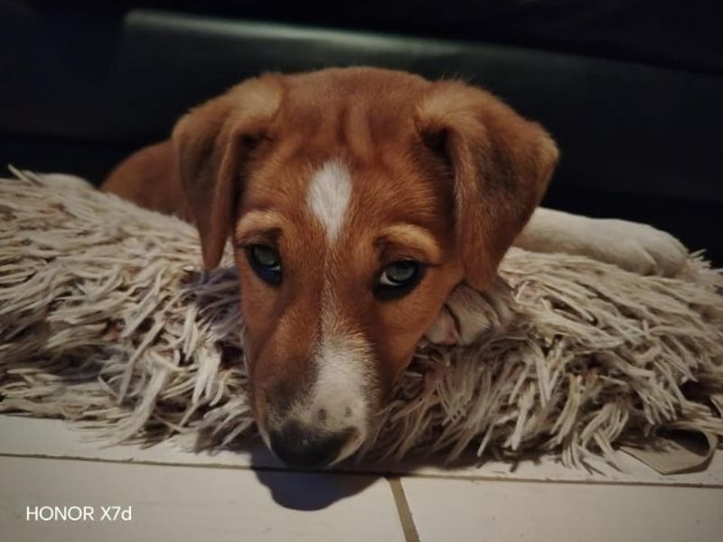 Luca, verspielte Herzensbrecherin, ca. 3 Monate, ca. 24 cm, ca. 4 kg