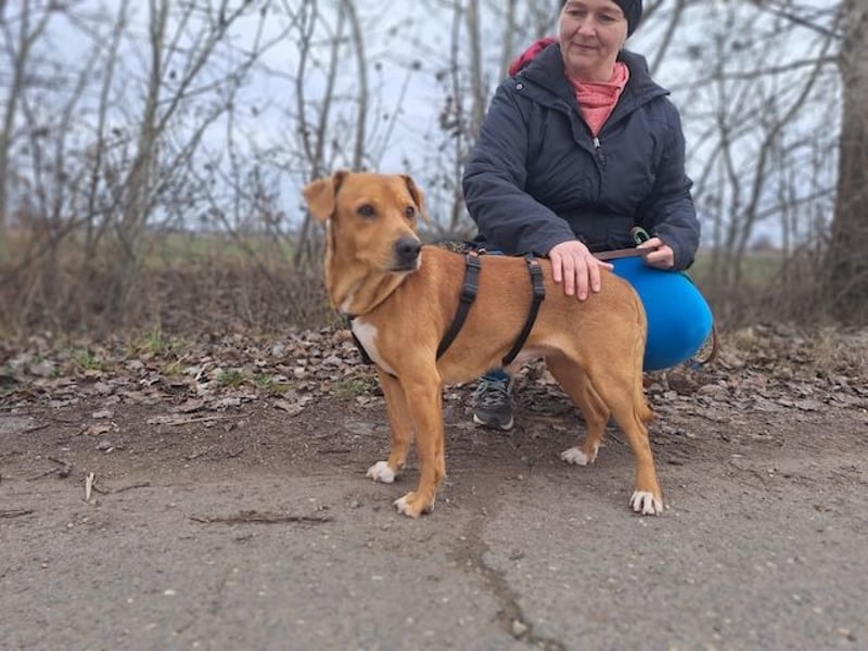 Hachiko, treuer Begleiter, ca. 8 Jahre, ca. 45 cm, ca. 18 kg