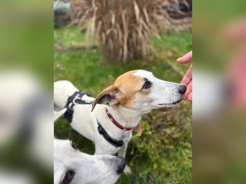 Dodo, geschundenes Hundemädchen, ca.16 kg, ca. 48 cm ca. 1 Jahr *in 66887 Jettenbach*