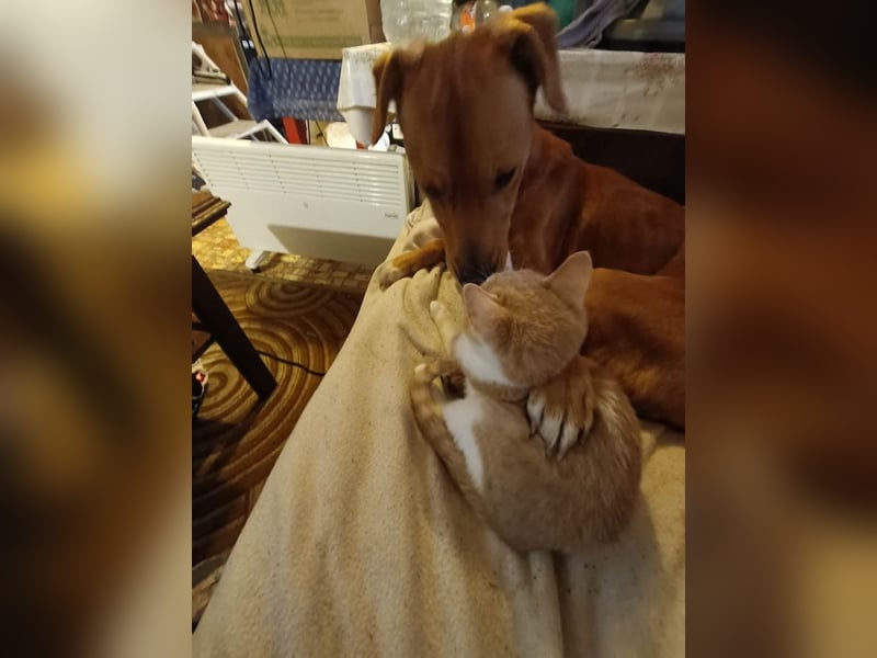 Hachiko, treuer Begleiter, ca. 8 Jahre, ca. 45 cm, ca. 18 kg