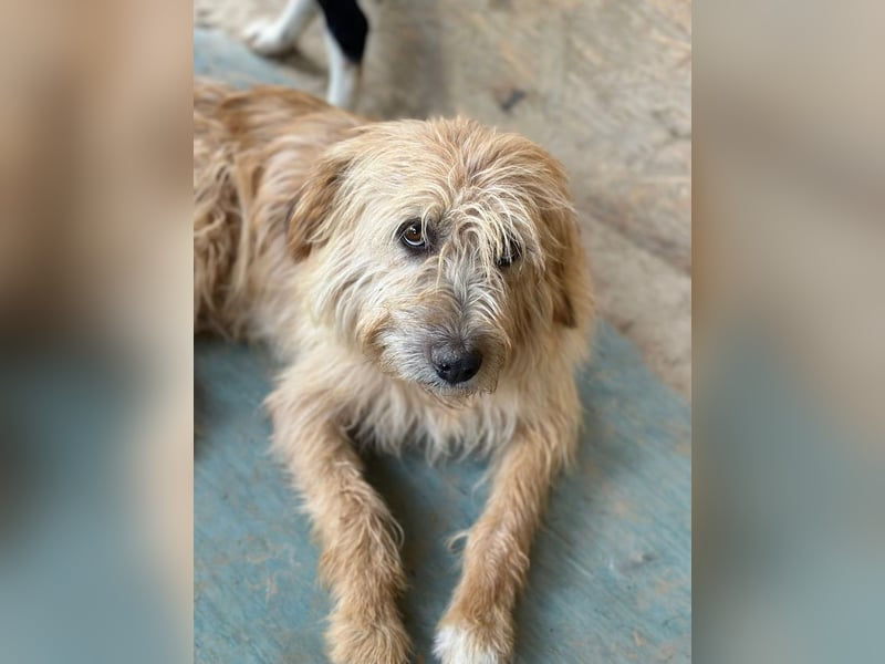 Fritzi, vorsichtiges Kämpferherz, ca. 5 Jahre, ca. 41 cm, ca. 14 kg