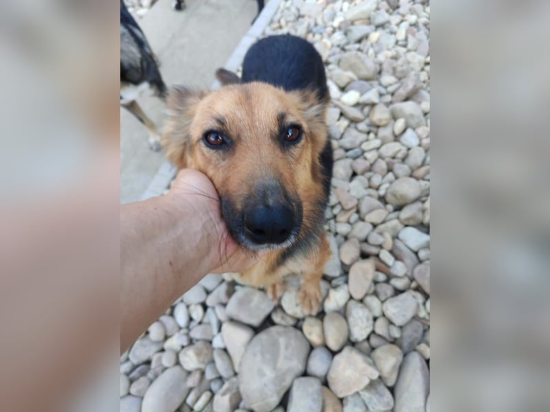 Nena, bezaubernde Herzensbrecherin, ca. 4 Jahre, ca. 42 cm, ca. 11 kg