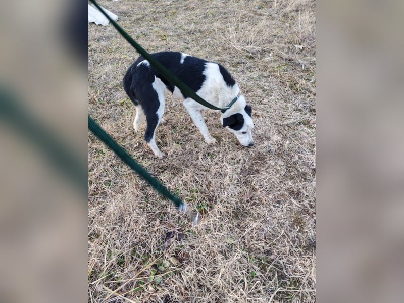 Mex – Gutmütiger Hundemann, ca 8 Jahre, ca 50 cm