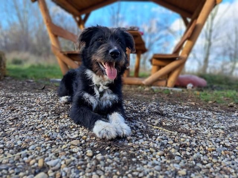 Lua, liebenswürdige Hundedame, ca. 1 Jahr, ca. 48 cm, ca 15 kg *bald in 83250 Marquarstein*