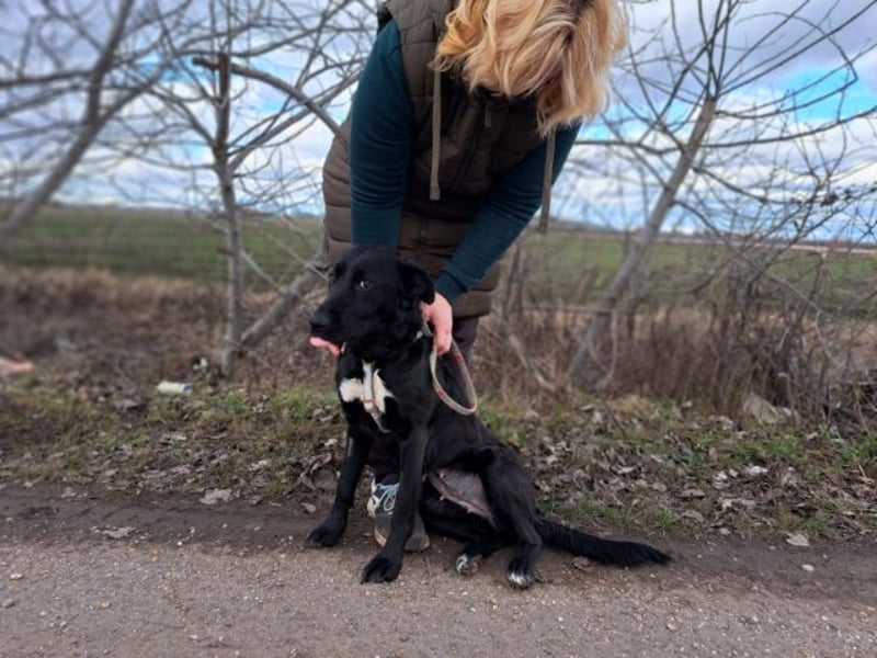 Bogár, liebevolle Herzensbrecherin, ca. 1 Jahr, ca. 47 cm, ca. 21 kg *in 88299 Leutkirch*