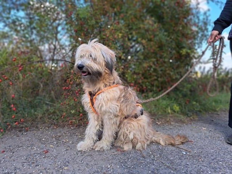 Püppi, schüchterne und liebevolle Hundedame, ca. 1 Jahre alt, ca. 44cm, ca. 15kg