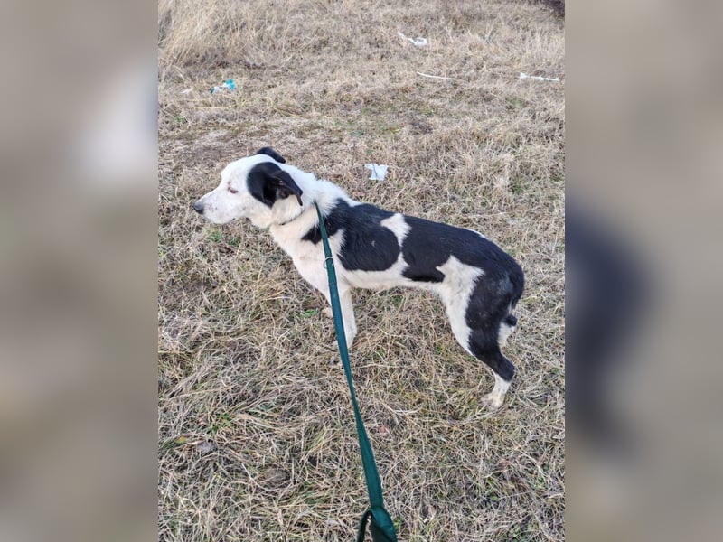 Mex – Gutmütiger Hundemann, ca 8 Jahre, ca 50 cm