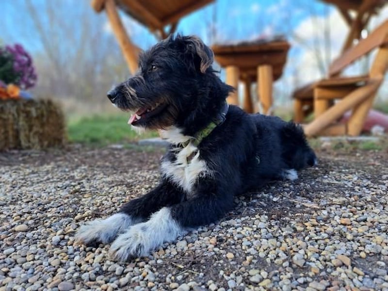 Lua, liebenswürdige Hundedame, ca. 1 Jahr, ca. 48 cm, ca 15 kg *bald in 83250 Marquarstein*